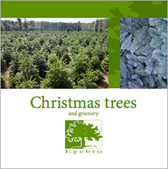 Christmas trees and greenery - Egebro, Denmark