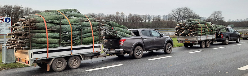 Egebro - levering af juletræer til stadehandlende
