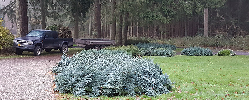 Pyntegran klar til levering - Egebro